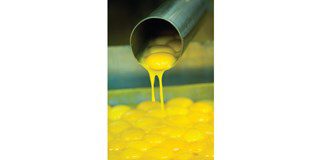Processing liquid egg