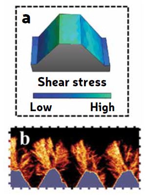 Figure 1: Fouling on a threaded surface [1]. The threaded surface allows us to investigate the distribution of flow forces on a surface and how they affect deposition distribution. (a) The simulated flow forces are shown; (b) Experimental results of deposition on a threaded surface.