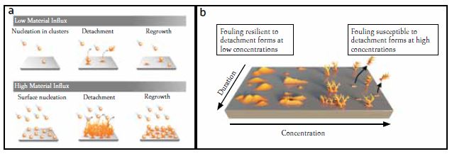 » Figure 3: Fouling behavior as a function of (a) flow and (b) concentration. (a) At low flow rates, isolated crystals are formed and these are more susceptible to detachment forces [1]. (b) At low concentrations, deposits are formed with a large attachment area and a high resilience towards detachment. At high concentrations, foulants are more susceptible to detachment.