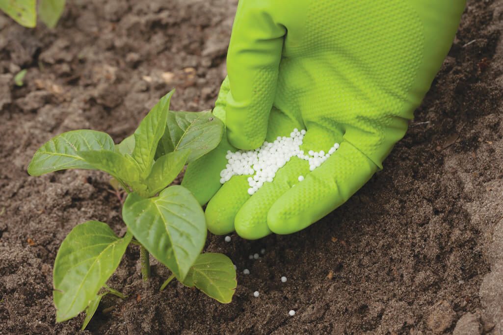 Hand with green garden glove adding fertilizer to plant