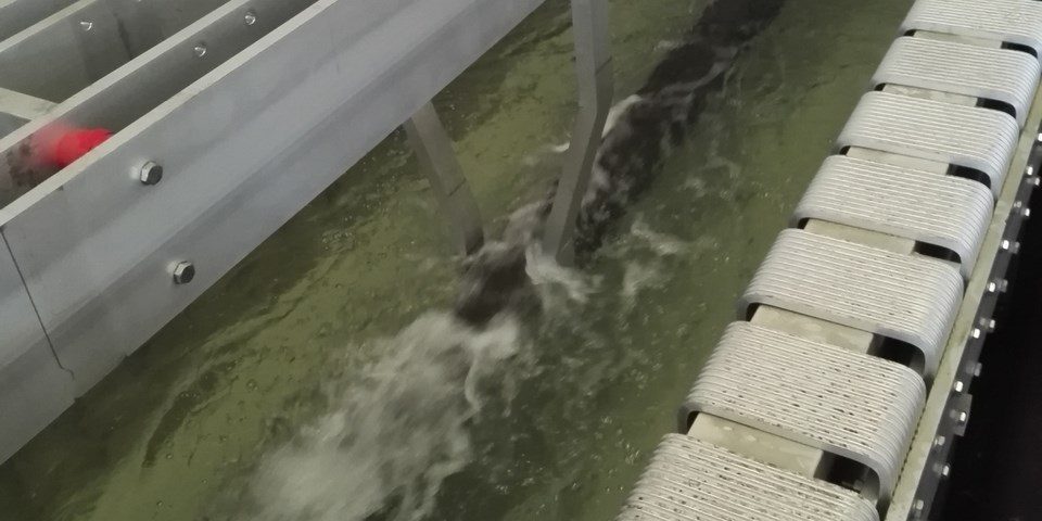 Hydrofluoric acid free pickling