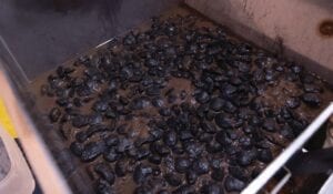 Discovery and volatility: Nickel’s ongoing impact on the stainless steel industry