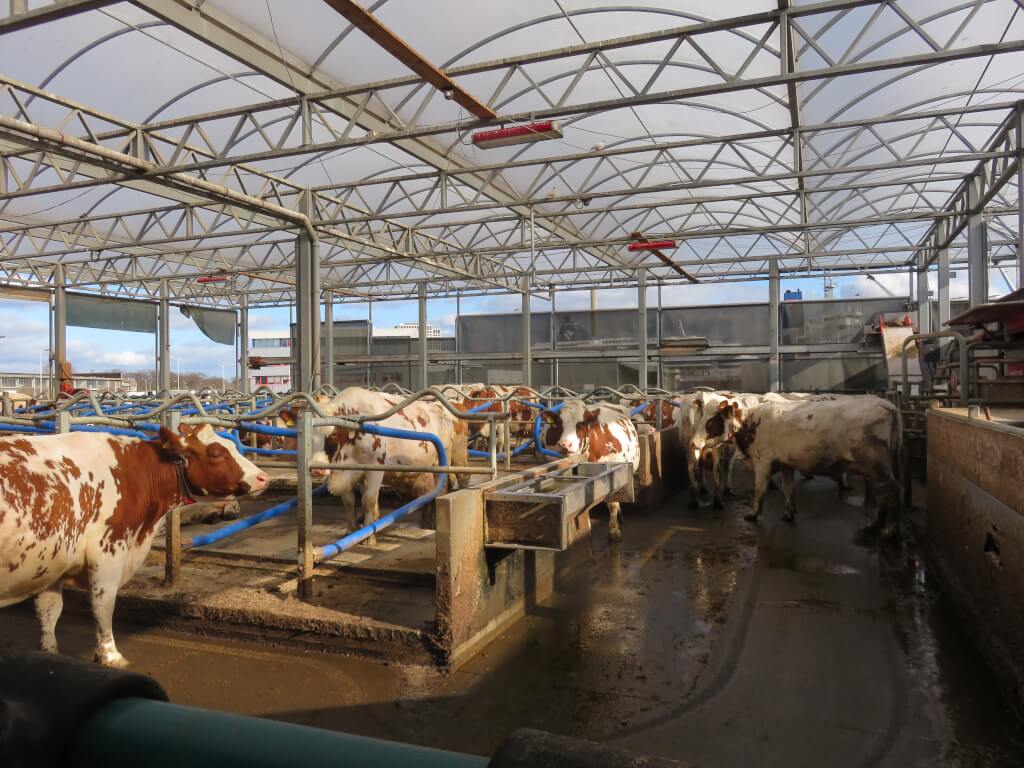 The Floating farm in Rotterdam, said to be the world’s first. By Marcel Douwe Dekker - https://www.flickr.com/photos/marceldouwedekker/53591461054/, CC BY-SA 2.0, https://commons.wikimedia.org/w/index.php?curid=156115611 The Floating farm in Rotterdam, said to be the world’s first. By Marcel Douwe Dekker - https://www.flickr.com/photos/marceldouwedekker/53591461054/, CC BY-SA 2.0, https://commons.wikimedia.org/w/index.php?curid=156115611