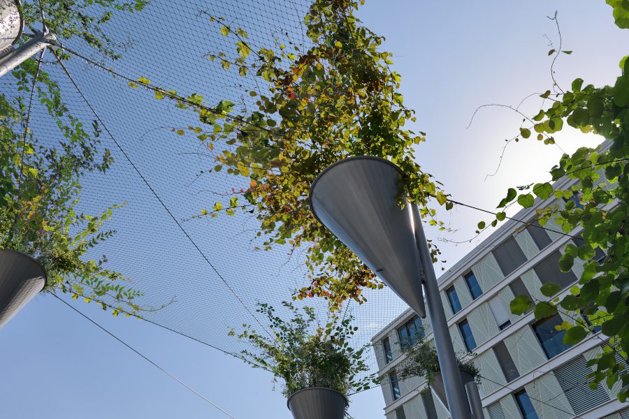 Grünes Schattendach in Oerlikon